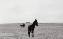 Aix-en-Provence, La Non-Maison : « Poesia », Bernard Plossu, du 31 janvier au 22 mars 2026