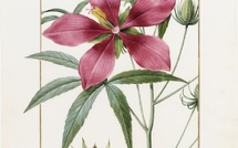 Paris, Muséum national d’Histoire naturelle : « Artistes au muséum ». Du 23 septembre 2026 au 7 mars 2027