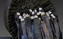 L'Isle-sur-la-Sorgue, La Maison Sur La Sorgue : « L'Autre Terre ». Exposition des sculptures de Jephan de Villiers du 29 mai au 5 juillet 2026