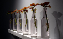 Toulouse, Muséum, serre de l’Orangerie : Tropisme poétique « Des plantes qui dansent » - Cie Blizzard Concept. Du 15 mai au 13 juin 2027