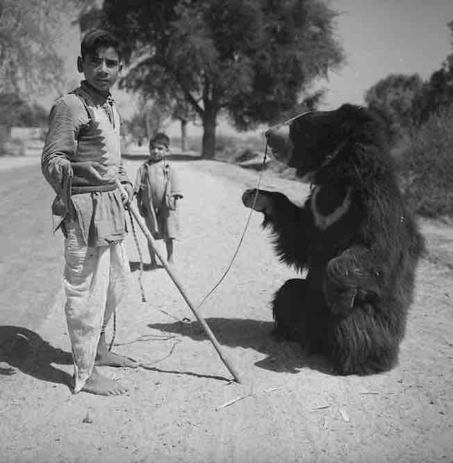 Montreur d’ours. Environs d’Agrâ (Uttar Pradesh, Inde). 1961. © Hélène Roger-Viollet : Roger-Viollet